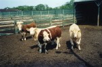 Steers U of S feedlot.jpg